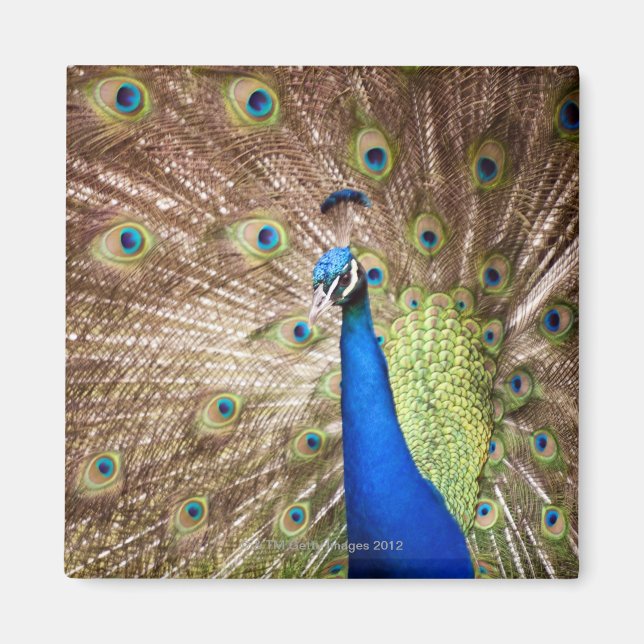 Pfau, der den Untergang zeigt Magnet (Vorne)