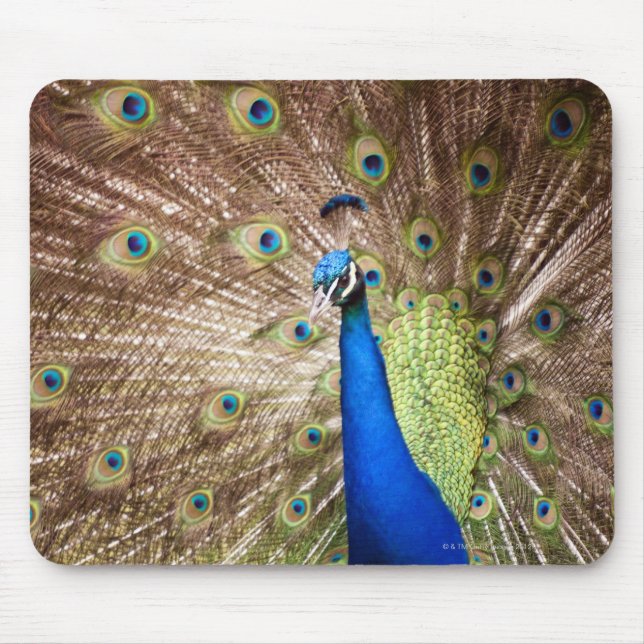 Pfau, der den Untergang zeigt Mousepad (Vorne)