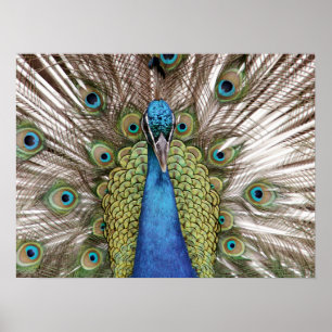 Pfau, der für Besucher vorführt Poster