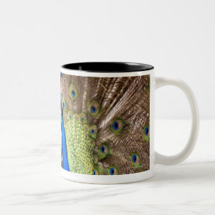 Pfau, der Gefieder anzeigt Zweifarbige Tasse