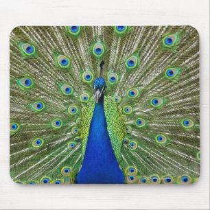 Pfau, der seine Federn, als Teil a zeigt Mousepad