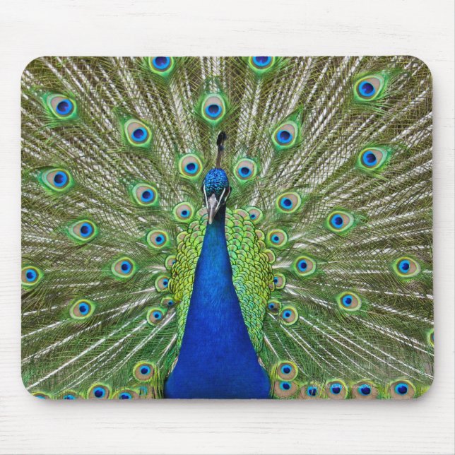 Pfau, der seine Federn als Teil eines Mousepad (Vorne)