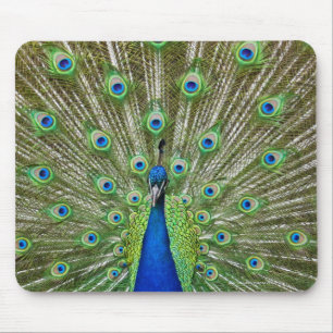 Pfau, der seine Federn zeigt Mousepad