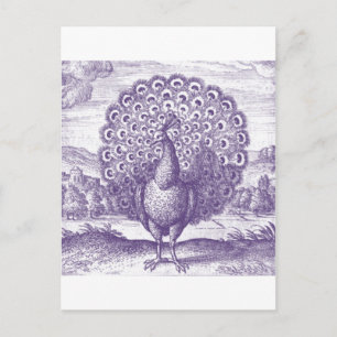 Pfau, eine alte Gravur Postkarte