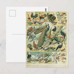 Pfau & Fasan Vintage Wildlife Art Postkarte
