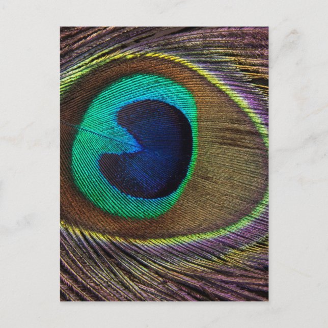 Pfau-Feder auf rechte Seiten-Nahaufnahme Postkarte (Vorderseite)