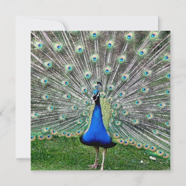 Pfau-Feder-Einladung Einladung (Vorderseite)