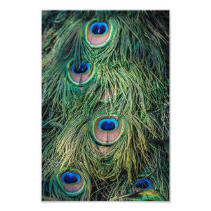 Pfau-Feder-Muster Fotodruck