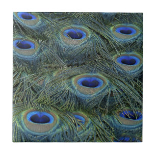 Pfau-Federn Fliese