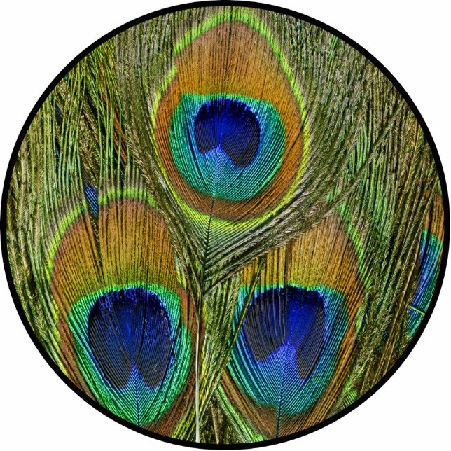 Pfau-Federn Freistehende Fotoskulptur (Vorne)