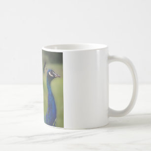 Pfau Foto Classic Weiß Tasse