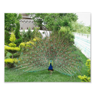 Pfau-Foto-Druck Fotodruck
