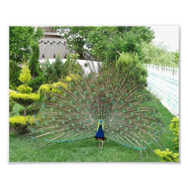 Pfau-Foto drucken Fotodruck (Vorne)