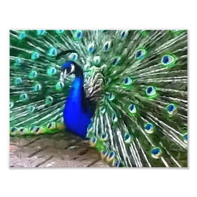 Pfau Fotodruck (Vorne)