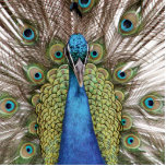 Pfau Freistehende Fotoskulptur<br><div class="desc">Beim Besichtigen des Zoos in Wichita Kansas genommen. Dieser Pfau machte jede Anstrengung,  Zoobesuchern eine Show anzubieten.</div>