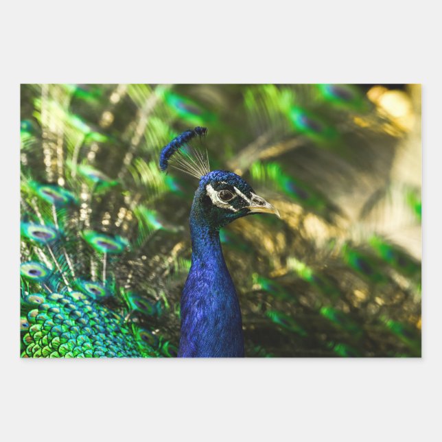 Pfau-Geschenkpapier  Geschenkpapier Set (Vorderseite)