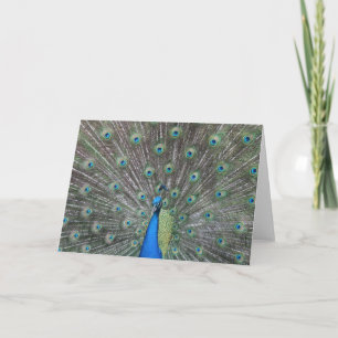 Pfau-Gruß-Karte Karte