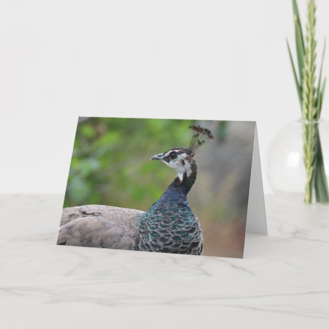 Pfau-Grußkarte Karte (Vorderseite)