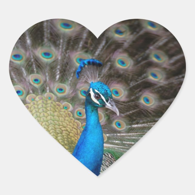 Pfau Herz-Aufkleber (Vorderseite)