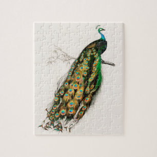 Pfau Illustration Vintage Kunstdruckerei