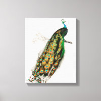 Pfau Illustration Vintage Kunstdruckerei