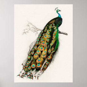 Pfau Illustration Vintage Kunstdruckerei Poster