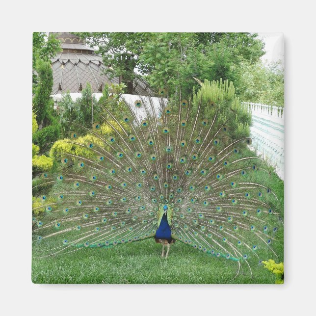 Pfau im Garten Foto Magnet (Vorne)