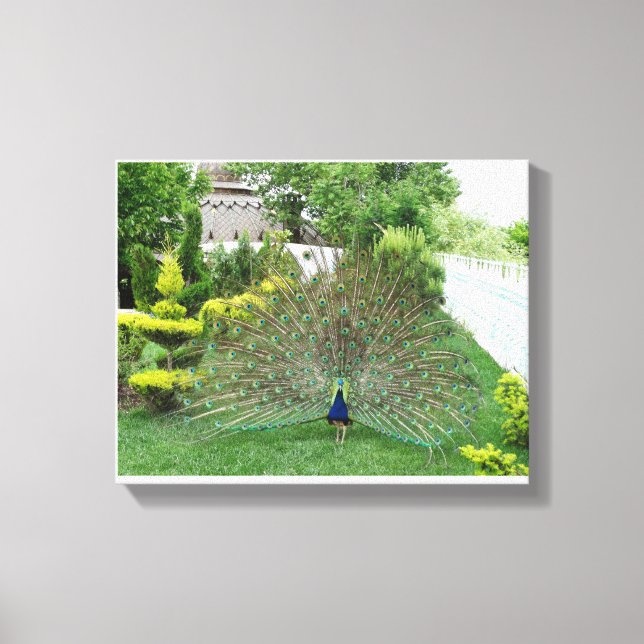 Pfau im Garten Leinwand (Vorderseite)