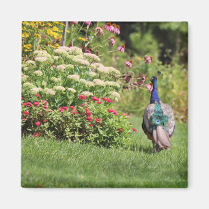 Pfau im Garten-Magneten Magnet