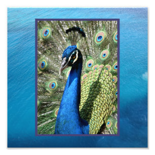 Pfau im ozeanischen Hintergrund Fotodruck