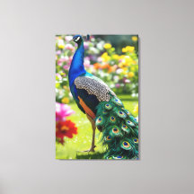 Pfau in Blüte