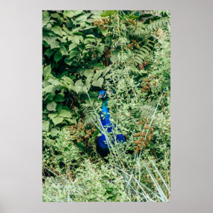 Pfau in grünen Buchsen Poster