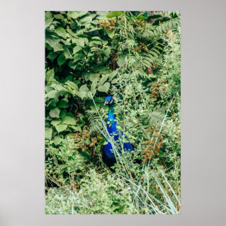 Pfau in grünen Buchsen Poster