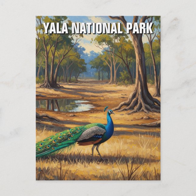 Pfau in Sri Lanka Yala National Park Travel Postkarte (Vorderseite)