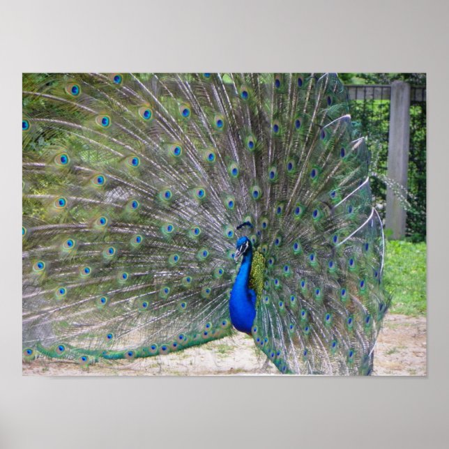 Pfau in voller Blüte Poster (Vorne)
