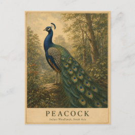 Pfau Indian Woodlands VINTAGE Postkarte