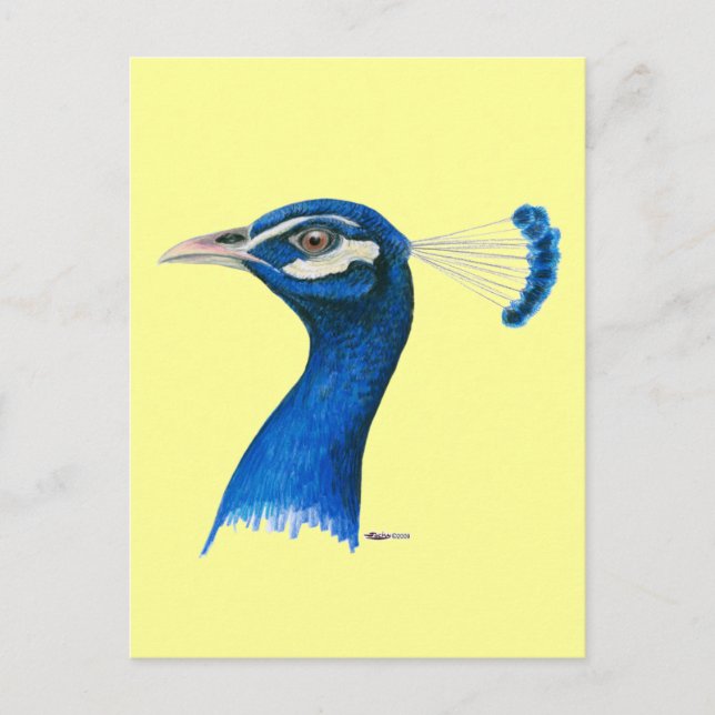 Pfau:  Indianerblau Postkarte (Vorderseite)