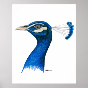 Pfau: Indischer Blauer Poster