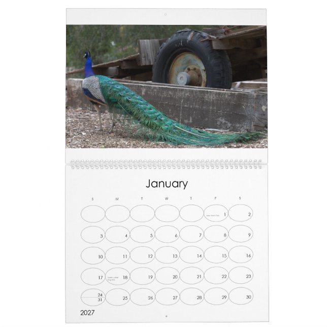 Pfau-Kalender Kalender (Jan 2027)