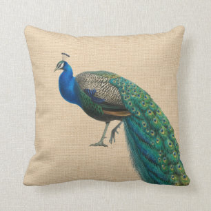 Pfau-Kissen buntes von zusammenpassendem Kissen