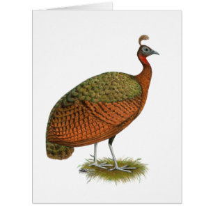 Pfau: Kongo Peahen