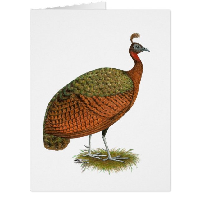 Pfau: Kongo Peahen (Vorderseite)
