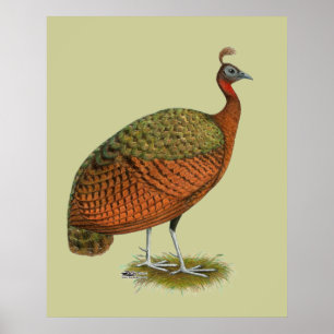 Pfau: Kongo Peahen Poster