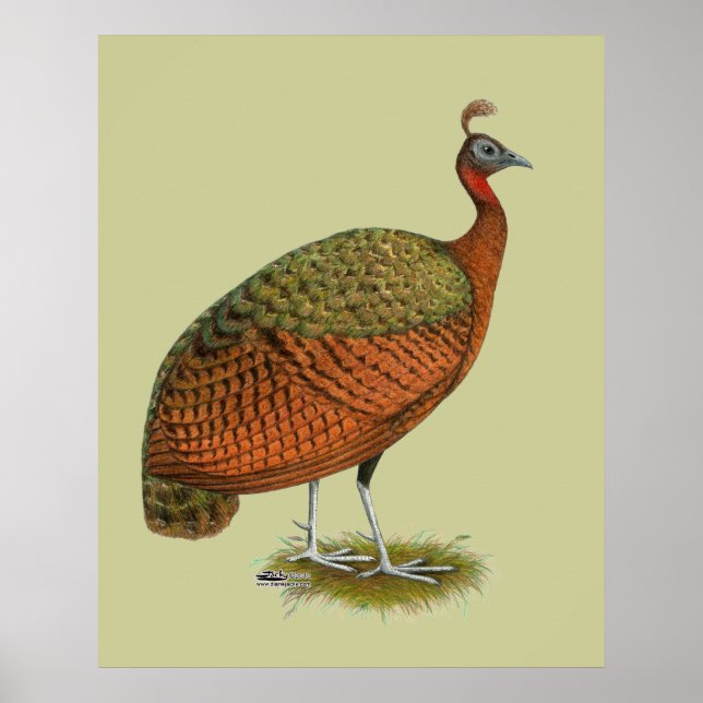 Pfau: Kongo Peahen Poster (Vorne)