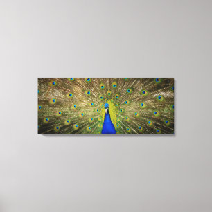 Pfau-Leinwand-Druck Leinwanddruck
