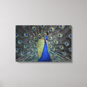 Pfau Leinwanddruck
