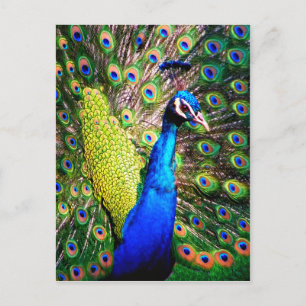 Pfau, Liebe Postkarte