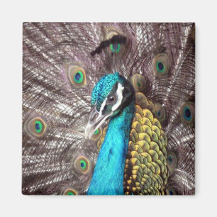Pfau Magnet