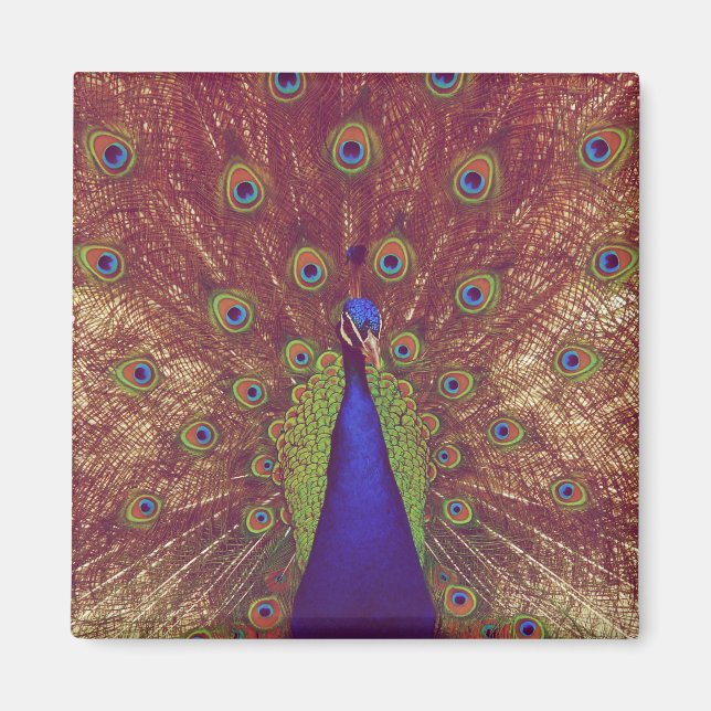 Pfau Magnet (Vorne)