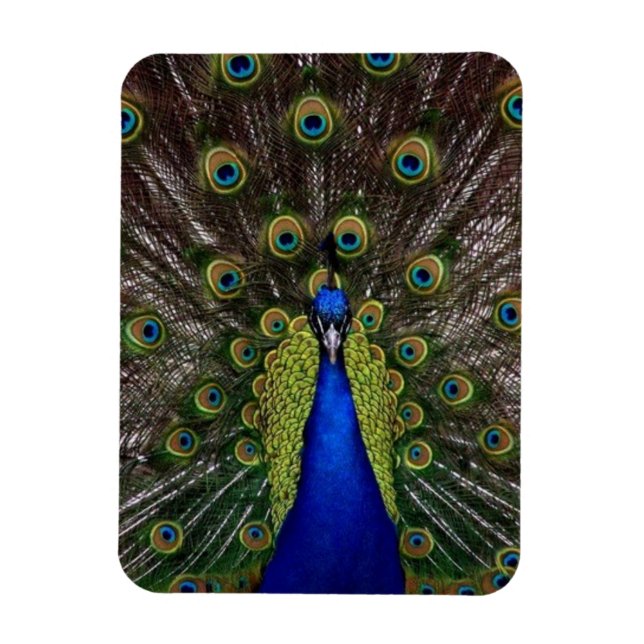 Pfau Magnet (Vertikal)